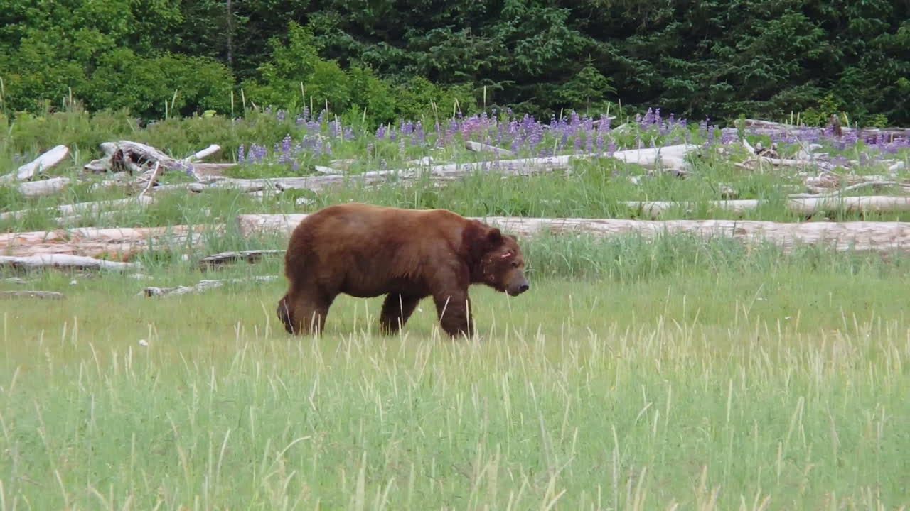 una enorme cicatriz dominante cubrió alaska oso pardo oso grizzly busca una comida