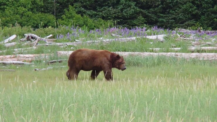 A huge dominant scar covered Alaska brown bear grizzly bear searches for a meal