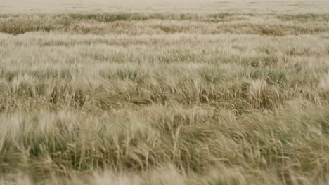 field of crops waving in strong wind