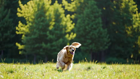 golden retriever corriendo en un campo