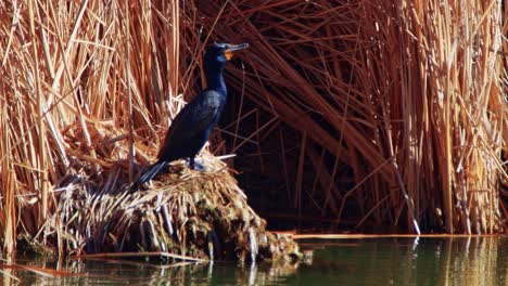 patos bajo cubierta en los humedales del suroeste