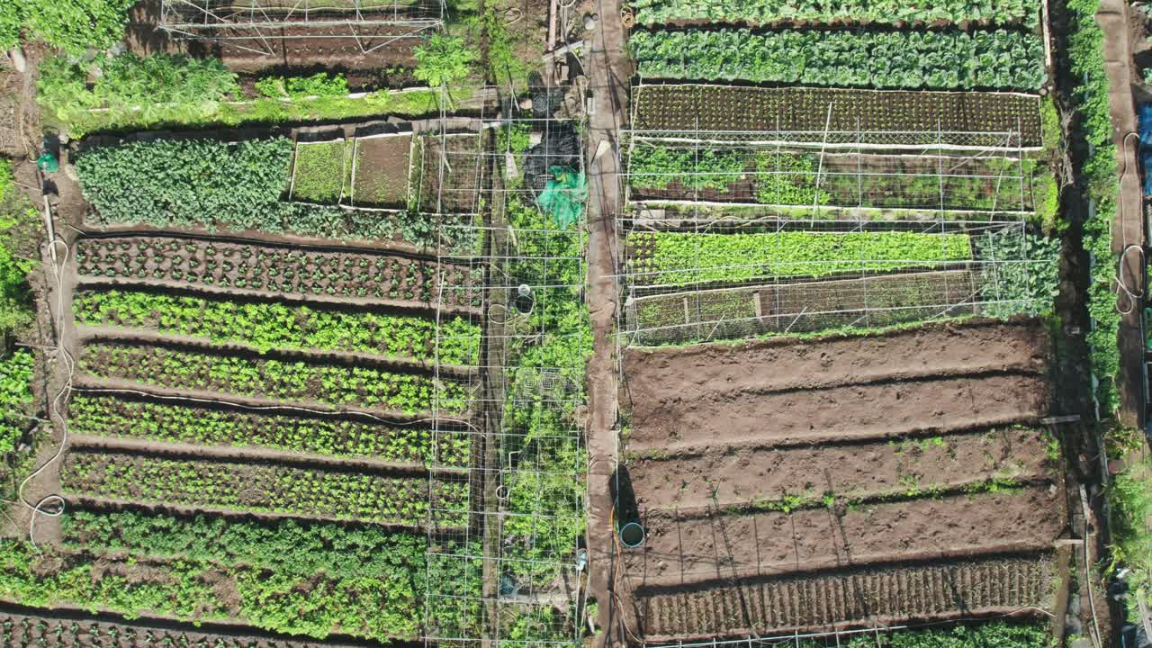 parcelas de jardín exuberantes con varios cultivos, que muestran la agricultura orgánica, de arriba hacia abajo, aérea