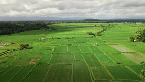 Fliegen-Sie-über-Eine-Weite-Agrarlandschaft-Mit-Wachsenden-Reisfeldern-In-Bali,-Indonesien