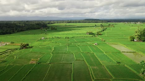 Volar-Sobre-Un-Vasto-Paisaje-Agrícola-Con-Campos-De-Arroz-En-Crecimiento-En-Bali,-Indonesia