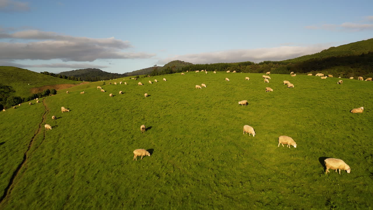 Herd of sheep grazing on lush green pasture in Dunsdale, Southern Island, New Zealand