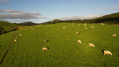 herd of sheep grazing on lush green pasture in dunsdale, southern island, new zealand