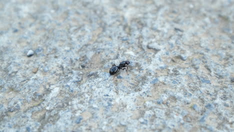 Ant-running-in-a-stone-pattern