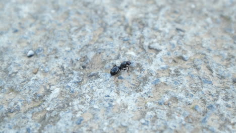 hormiga corriendo en un patrón de piedra