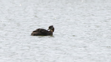 Slo-mo:-Red-necked-Grebe-water-bird-grooms-plumage-floating-on-pond