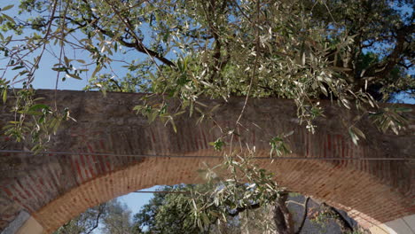 slow pan of olive tree branches swaying in the wind near an orange brick bridge in lisbon, portugal, capturing the city's natural and historic elements.