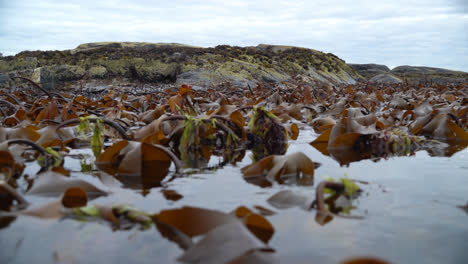 Kelp-forest-swings-in-the-waves-in-low-tide