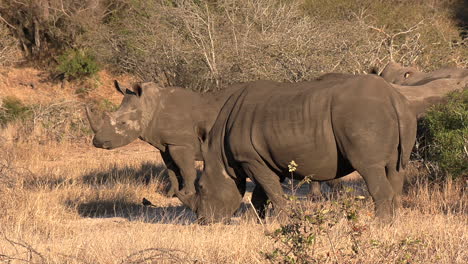 Close-view-of-group-of-rhinos-grazing-on-dry-grass-in-African-bushland