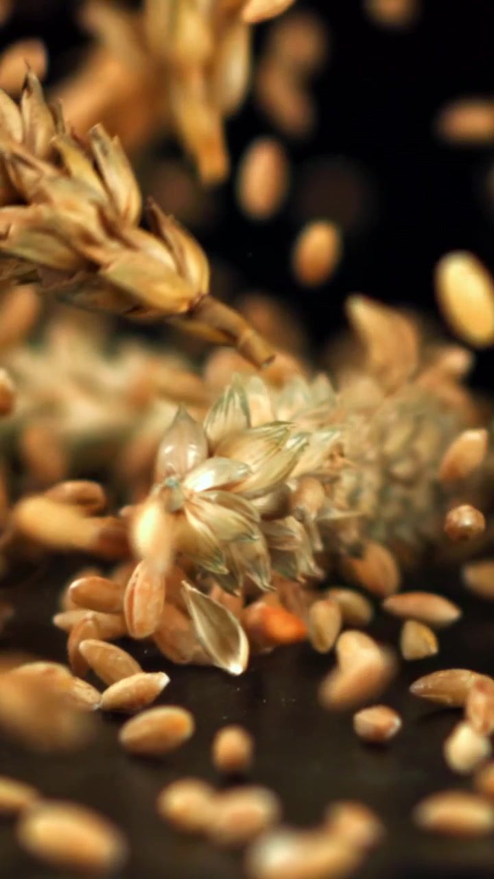 Chicchi di grano dorati e spighe che cadono al rallentatore
