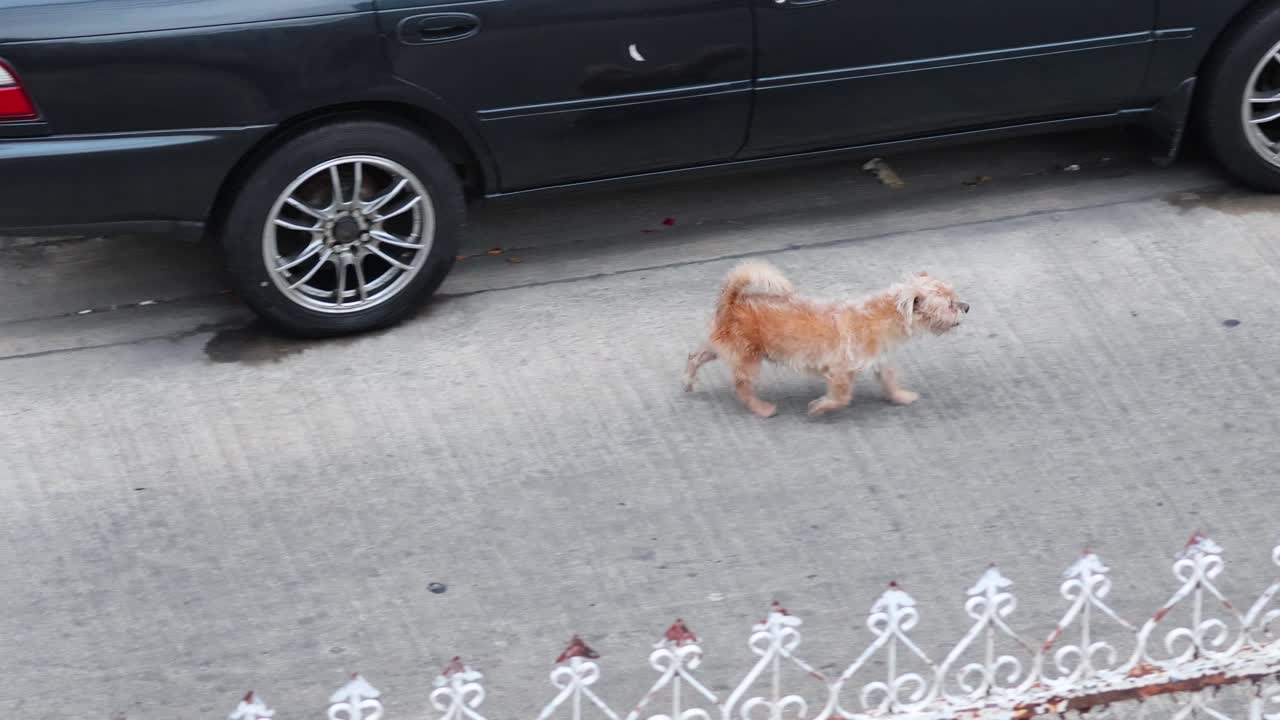 정지된 차량에 의해 작은 개 산책