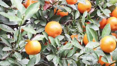 a close-up view of oranges growing on branches