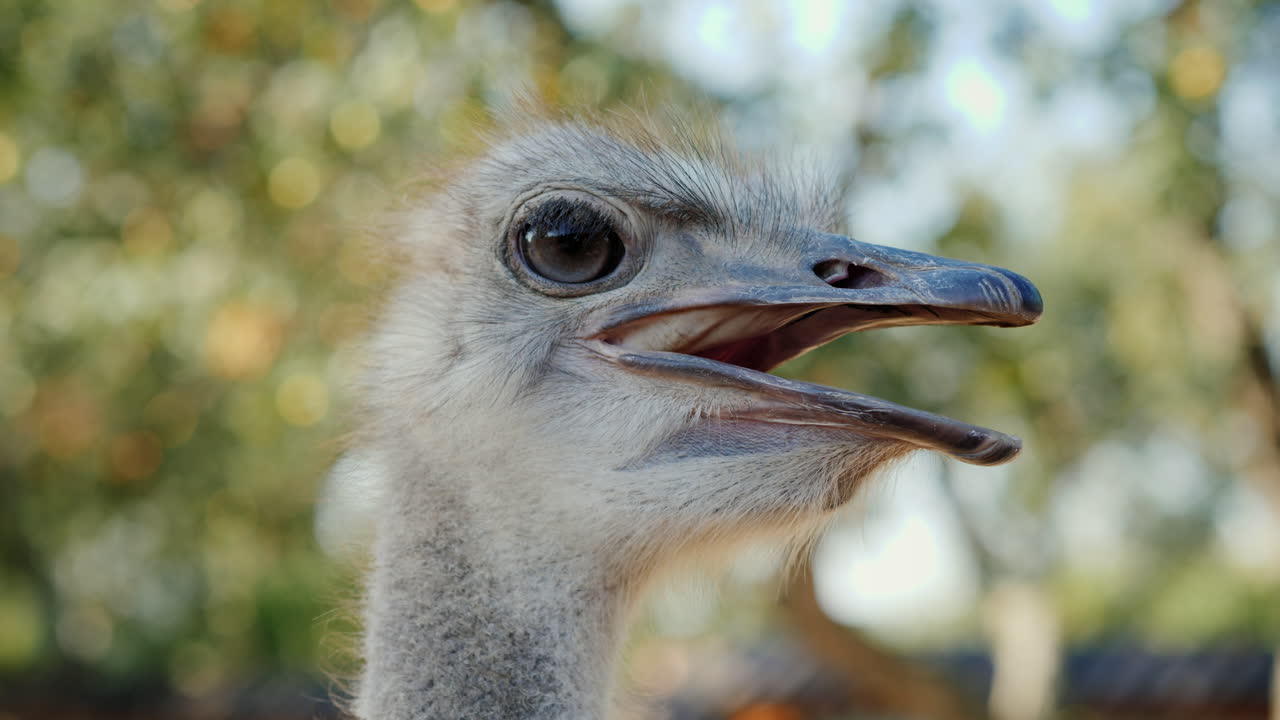 필드 4k 비디오의 얕은 깊이를 가진 타조 비디오의 머리와 목