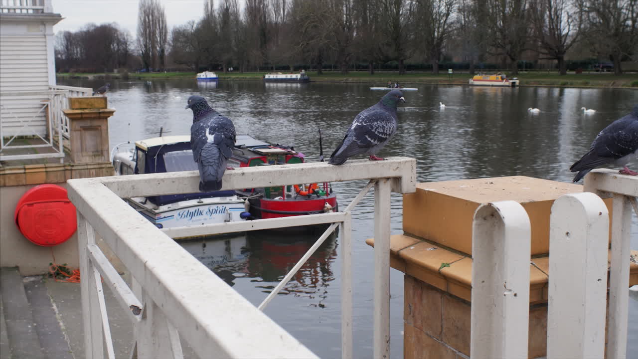 Three pigeons perched on metal railings on a riverside, with swans, boats and rowers in the background