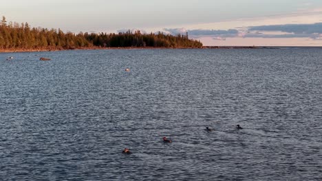 mergansers swimming across a rippling lake bordered by pine trees during golden hour