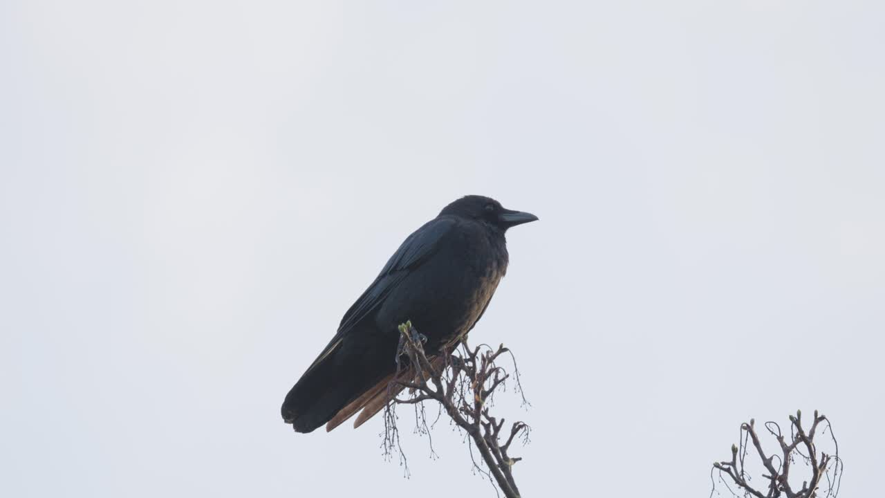pájaro negro, cuervo o cuervo sentado en una rama en lo alto de un árbol