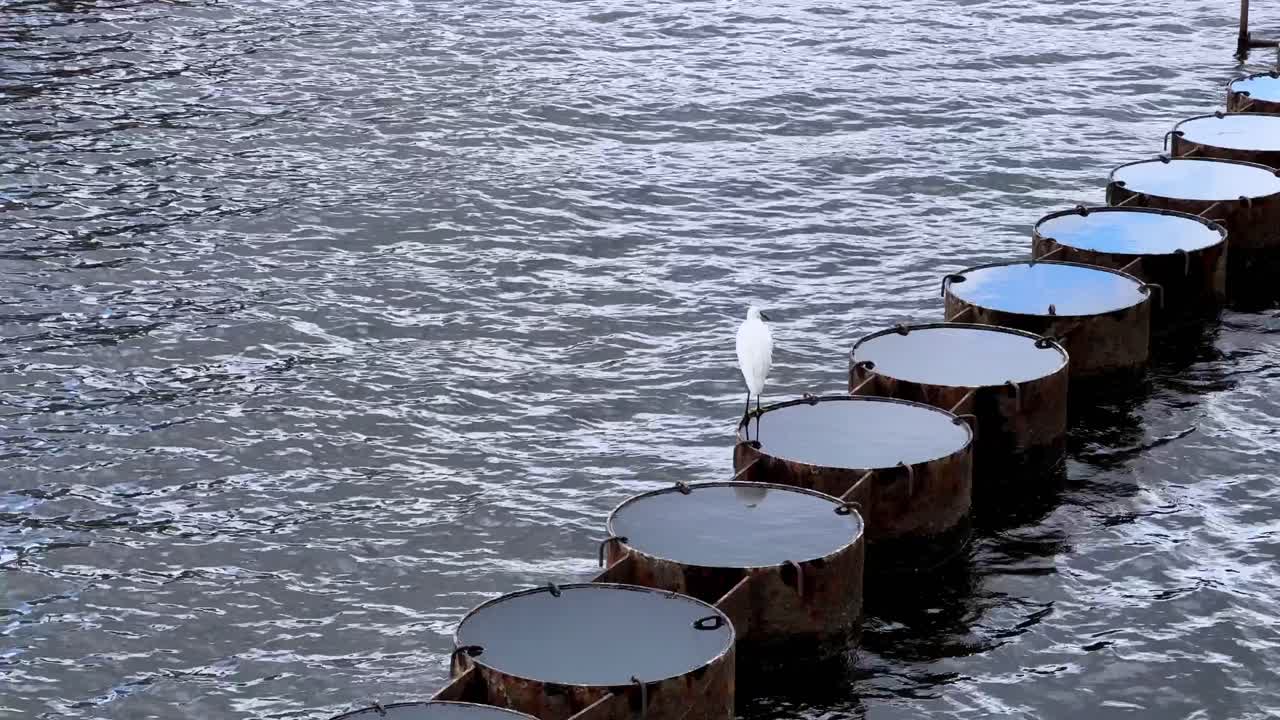 A white bird perches on metal barrels in a calm river, creating a serene scene