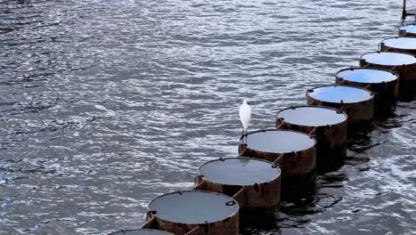 A white bird perches on metal barrels in a calm river, creating a serene scene
