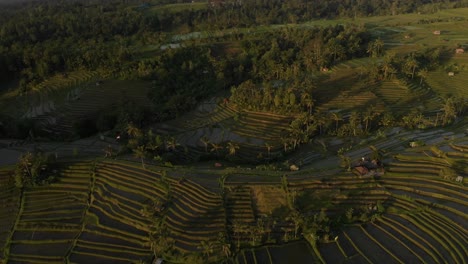 jatiluwih rice terraces at sunrise