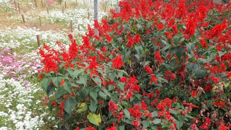 the beautiful flowers and grass beds of cameron highlands malaysia