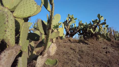 fascinante vista de un cactus frente a un cielo azul claro