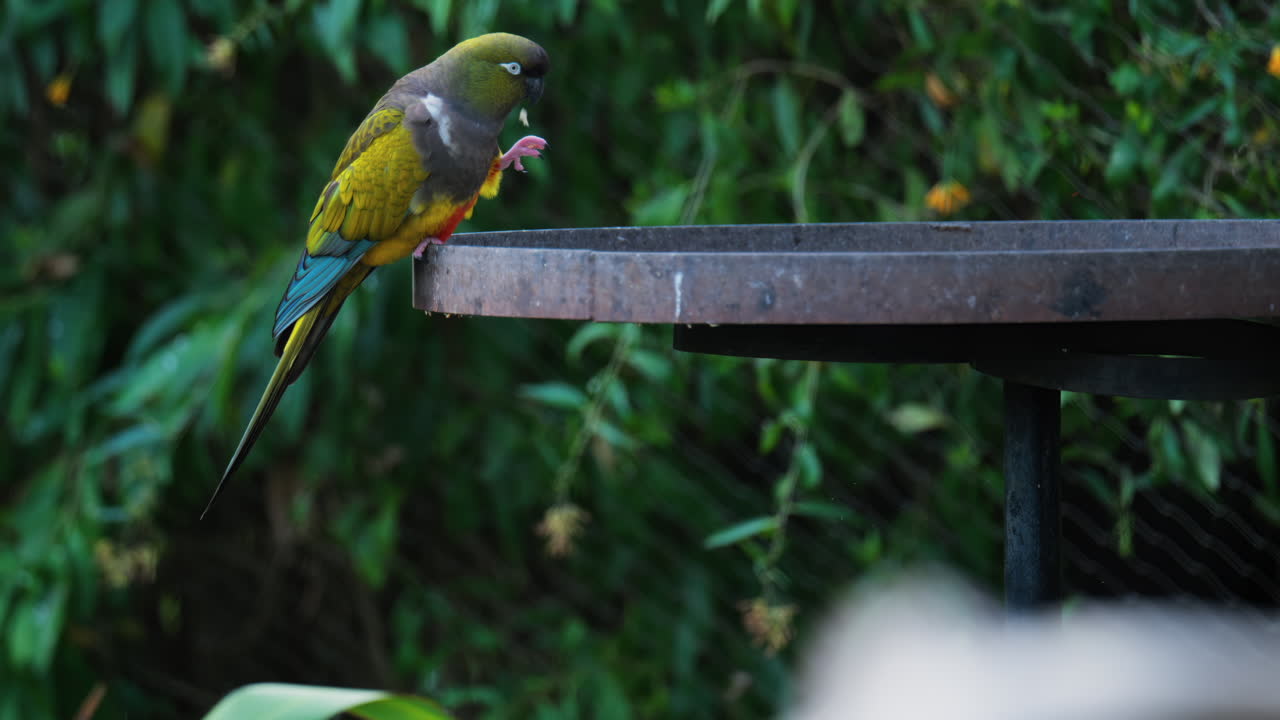 Close up of a green Macaw bird on a blurred background