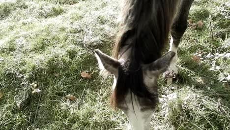 static shot of horse eating frosty grass