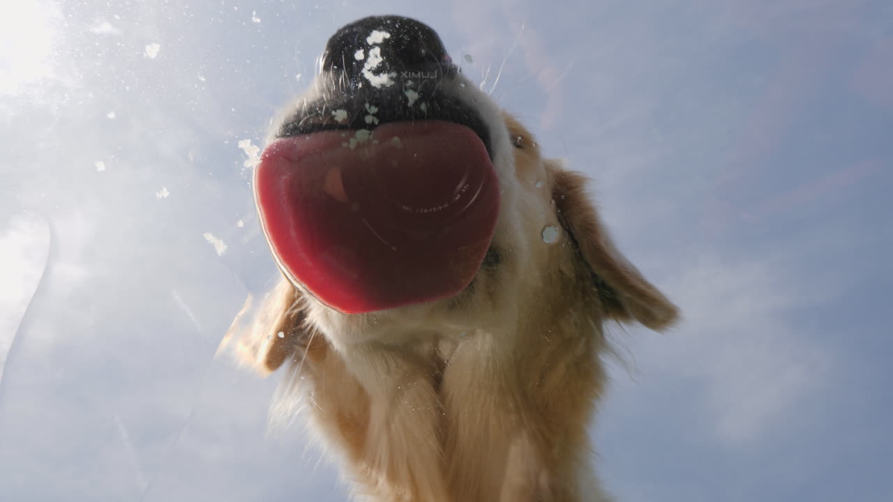 Dog Licking Water