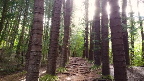 Beautiful-slow-aerial-shot-of-the-forest,-Drone-flying-between-Araucaria-trees-,-Sleeping-giant-trail,-Kauai,-Hawaii