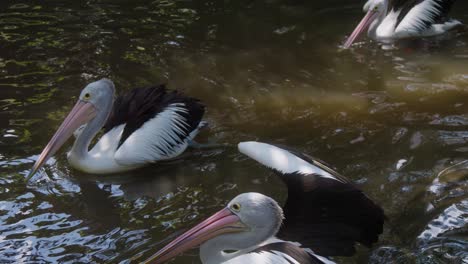 Nahaufnahme-Von-Australischen-Pelikanen,-Die-Anmutig-Durch-Einen-Kleinen-Teich-Gleiten