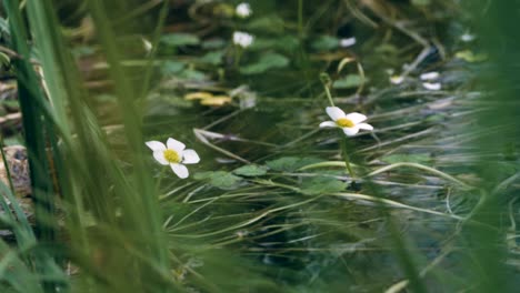 fondo de flores de agua