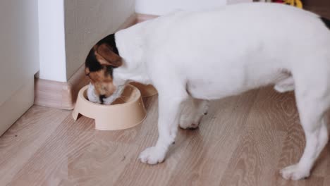 perro bebiendo de un cuenco