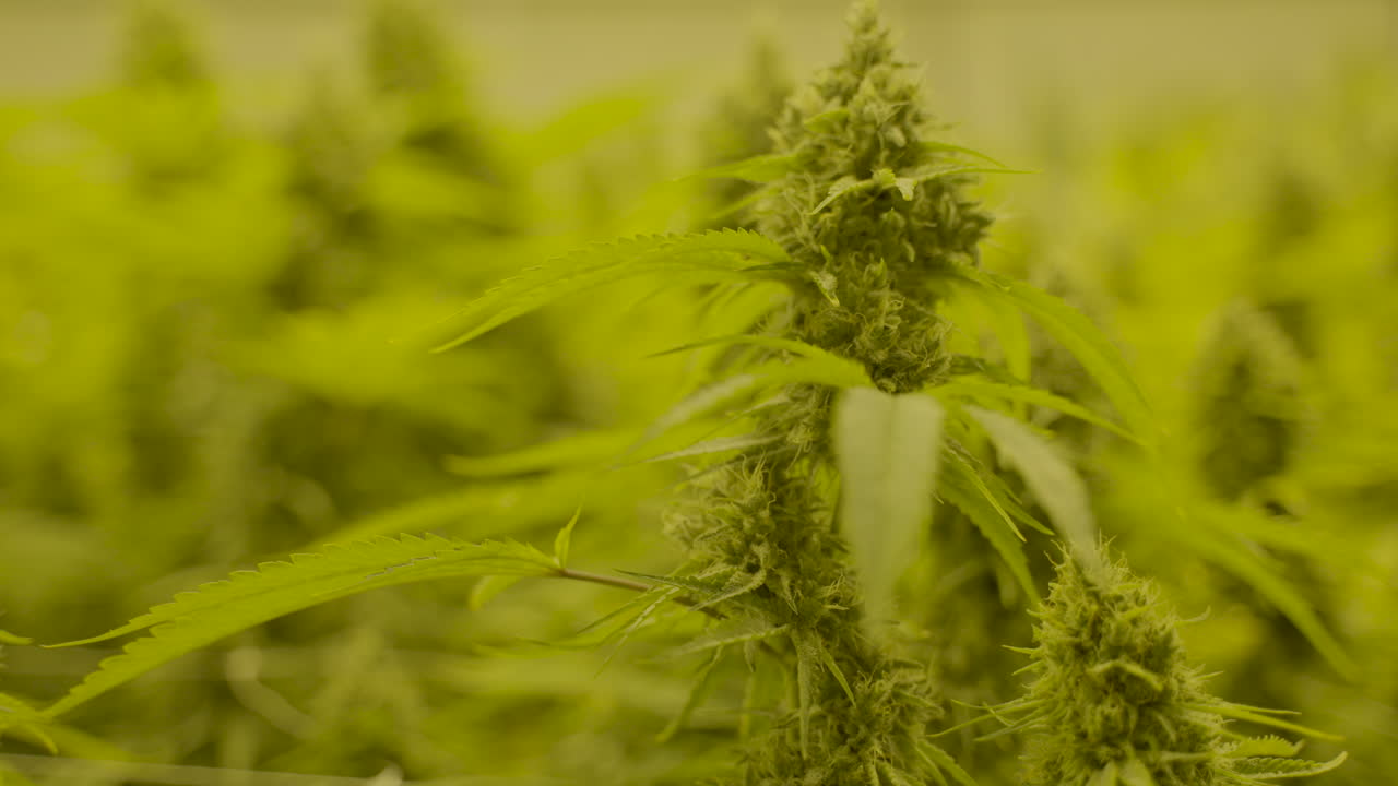 바람에 천천히 움직이는 대마초 식물 꼭대기의 가까운 인형