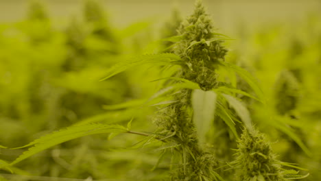 cierra el carro de la parte superior de la planta de cannabis moviéndose lentamente en el viento