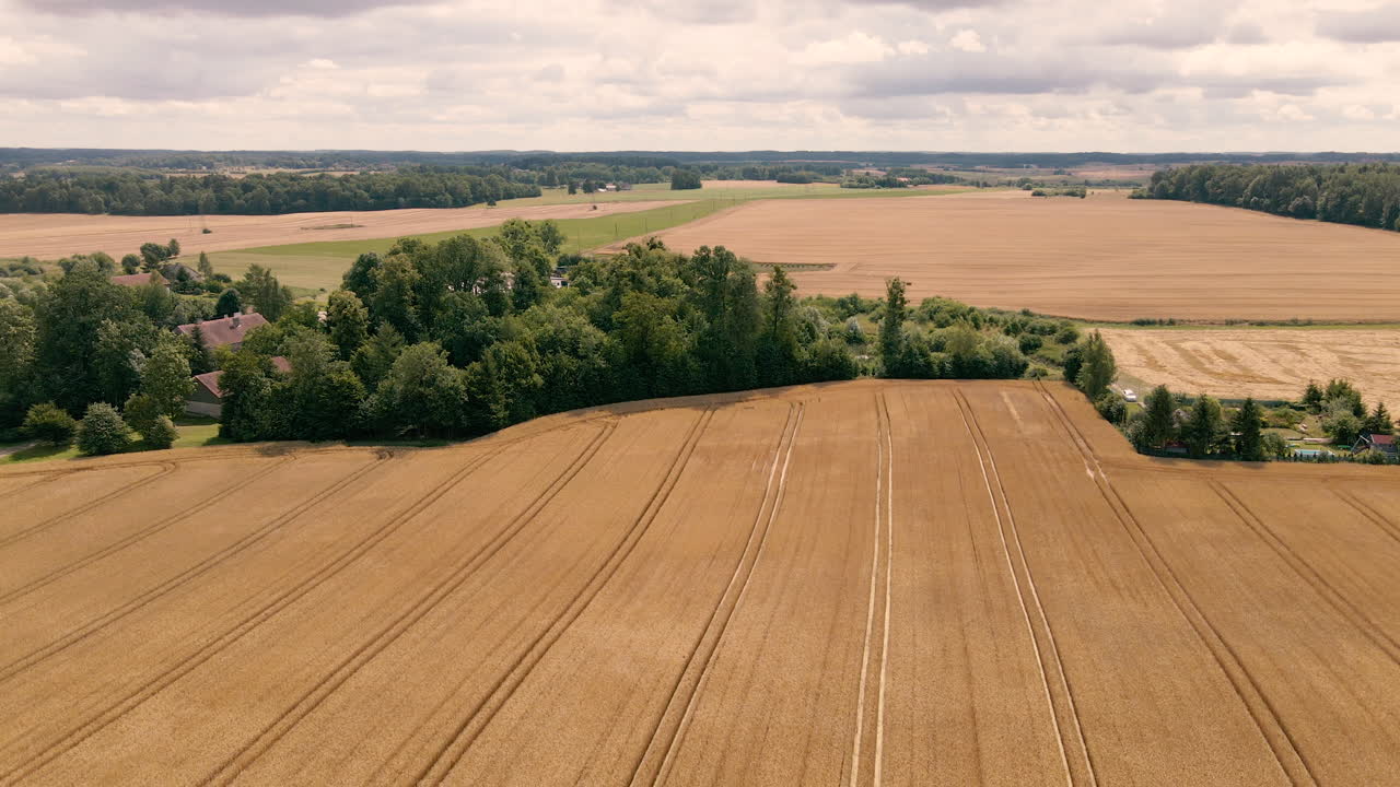 Aerial of beautiful yellow grain fields surrounding a homestead covered by trees