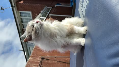 my cute ragdoll female cat scratching with joy in garden - slomo