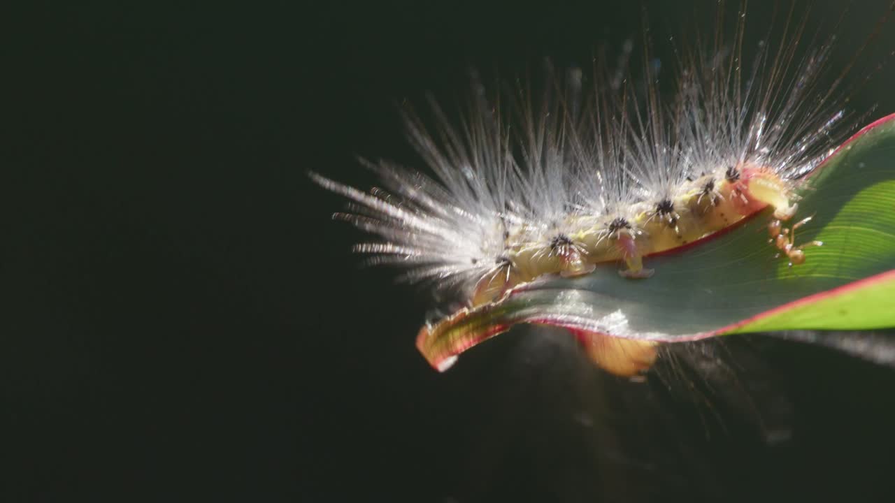 녹색 잎의 가장자리를 탐험하는 털이 많은 빠르게 움직이는 아마존 애벌레 - 전체