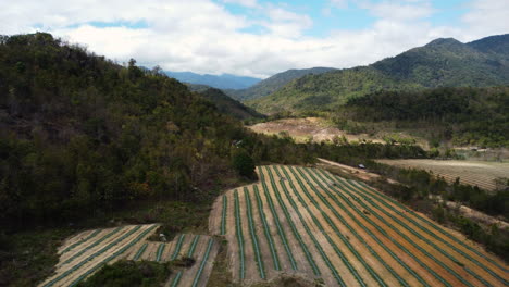 Fertile-valley-with-plantation,-unrecognizable-farmers-working