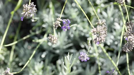 el abejorro interactuando con la lavanda en saint emilion