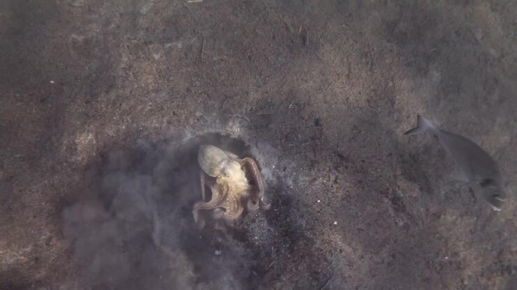 Underwater view of an octopus swimming over the seabed and burrowing into the sand in a cloud of sediment, a striped fish nearby, French Riviera, France.