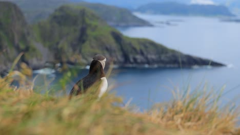 papagayo atlántico (fratercula arctica), en la roca de la isla de runde (noruega).