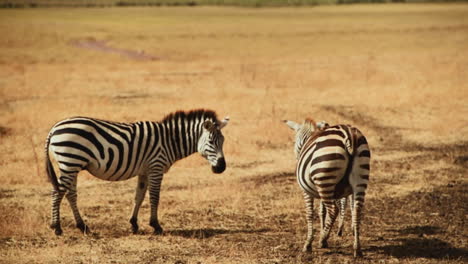 dos cebras de pie en sabana serengeti tanzania
