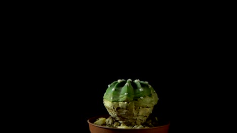 green cactus rotates on dark background.