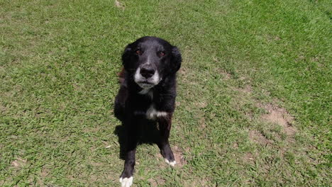 happy old black dog sits on green grass wagging tail, a good boy