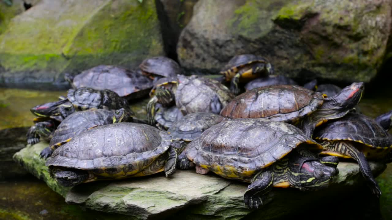 Group of trachemys turtles resting on a rocky coastline