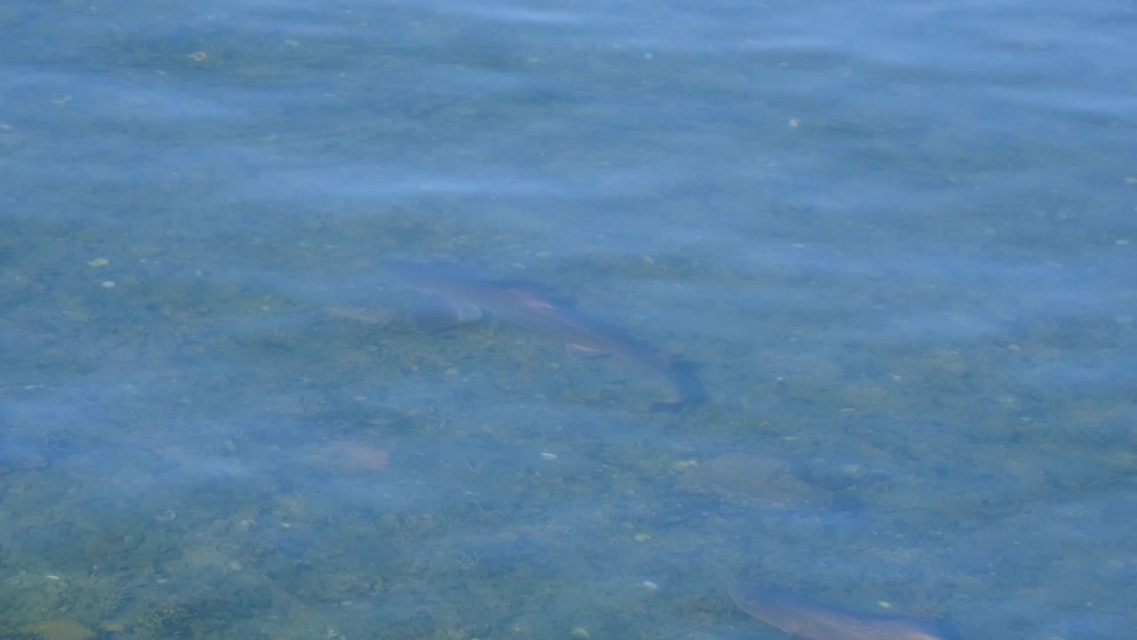 Bancos de tiburones Rig de Nueva Zelanda nadando en agua cristalina en la Bahía de Evans, en la capital Wellington, Nueva Zelanda Aotearoa.