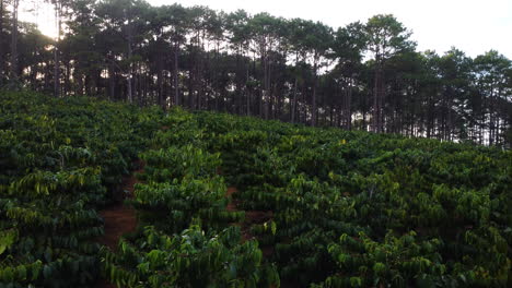 plantación de café en da lat vietnam destino turístico popular en las montañas vietnamitas en asia
